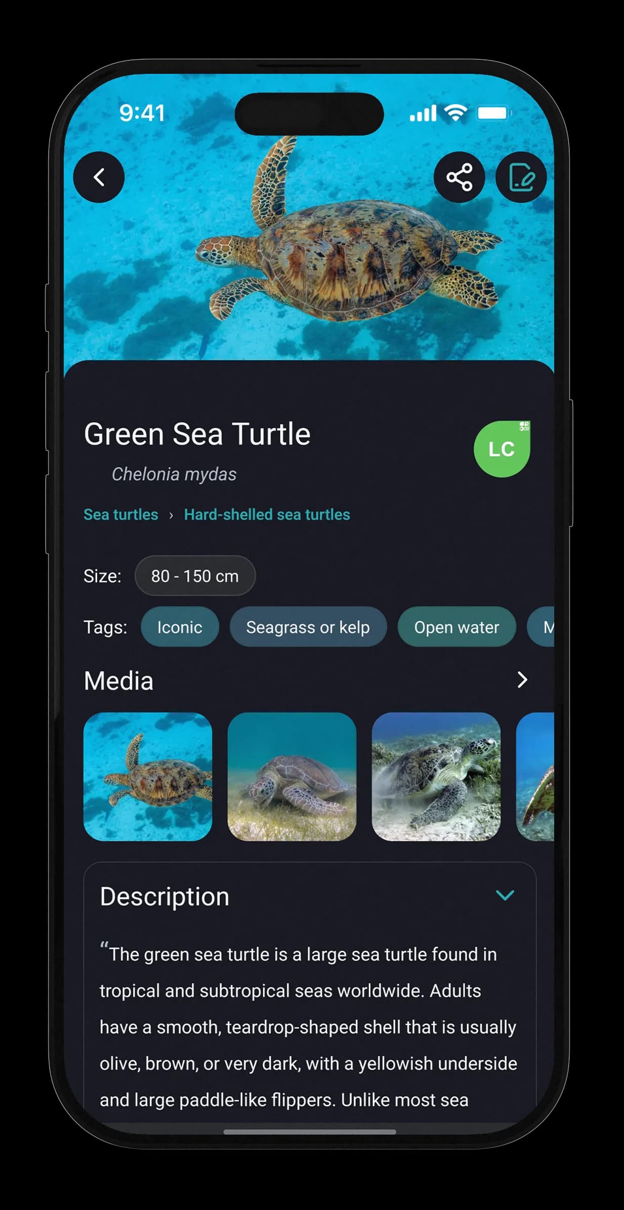 Scubbl species guide showing a green sea turtle